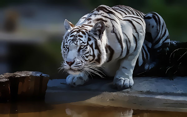 Tiger14