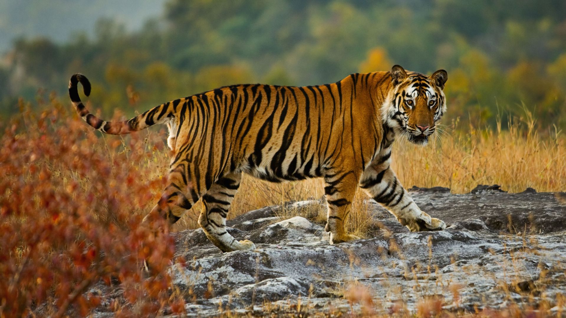 Tiger16685