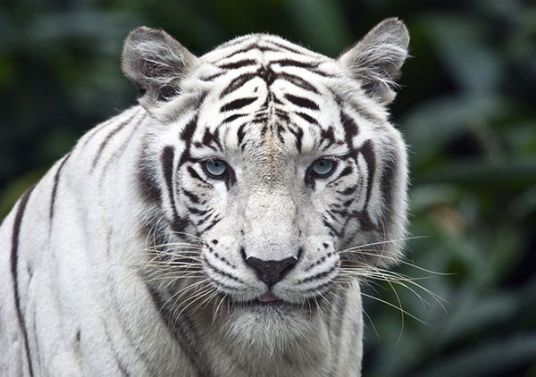 Tiger White5